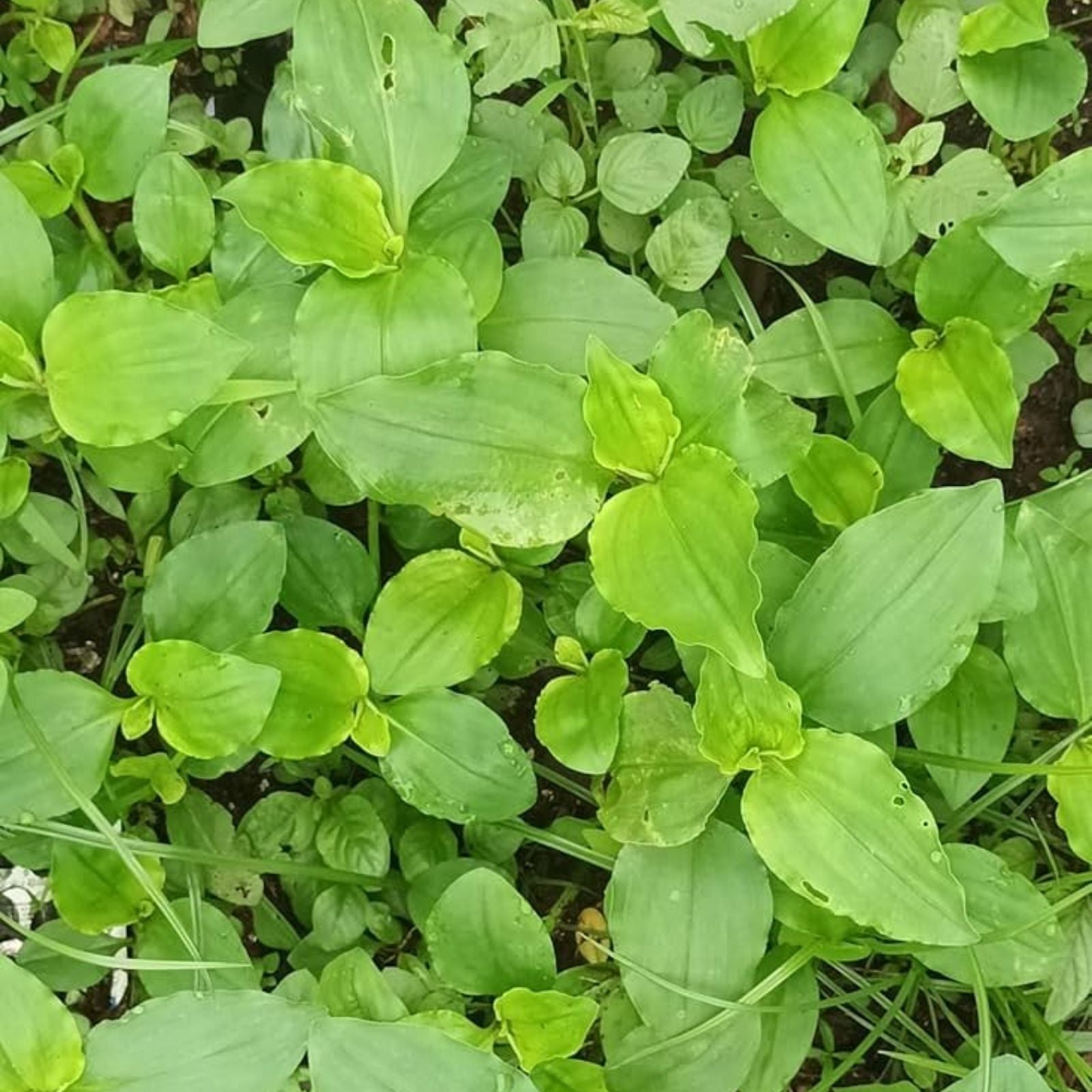 Commelina Diffusa Cuttings 7 Inches – 15 Live Tropical Ground Cover Plants – Easy to Grow, Low Maintenance, No Soil Needed