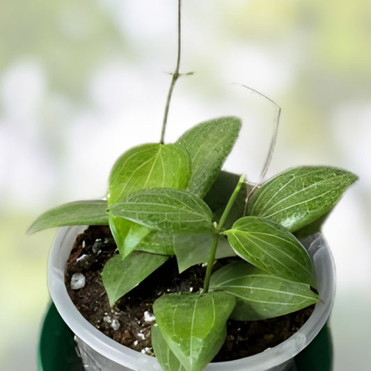 Hoya AH 074 Green Houseplant, Rare Rooted Hoya, Indoor Plant, Evergreen Foliage, 2.5" Pot, Live Houseplant, Cutting, Starter Plant