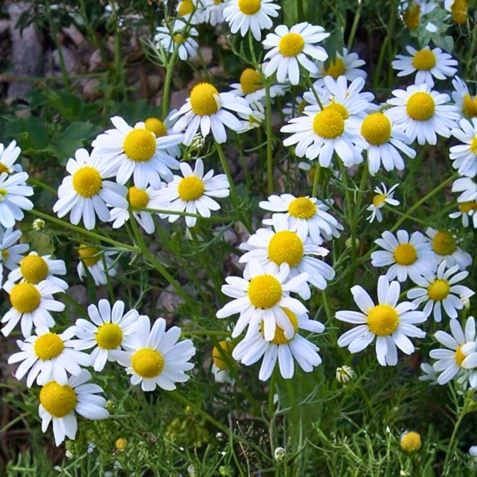 German Chamomile Seeds Heirloom Non-GMO 1000+ Matricaria chamomilla Medicinal Herb Flower Seeds