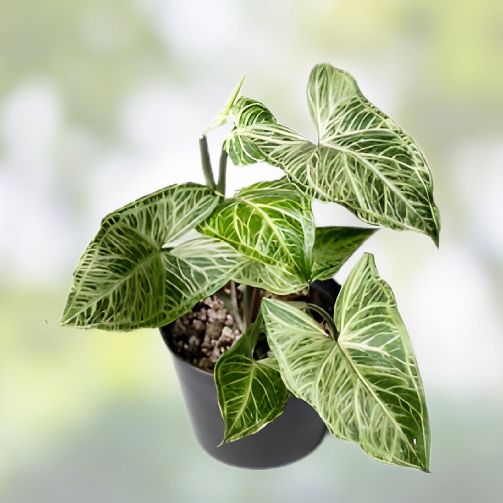 Syngonium Batik Potted Plant – Variegated Indoor Plant, Rooted, Live Houseplant, Cutting, Starter Plant