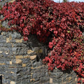 Virginia Creeper Live Rooted Cuttings – Parthenocissus quinquefolia, Climbing Ground Cover Vines, Fast Growing, Hardy Houseplant, Bare Root