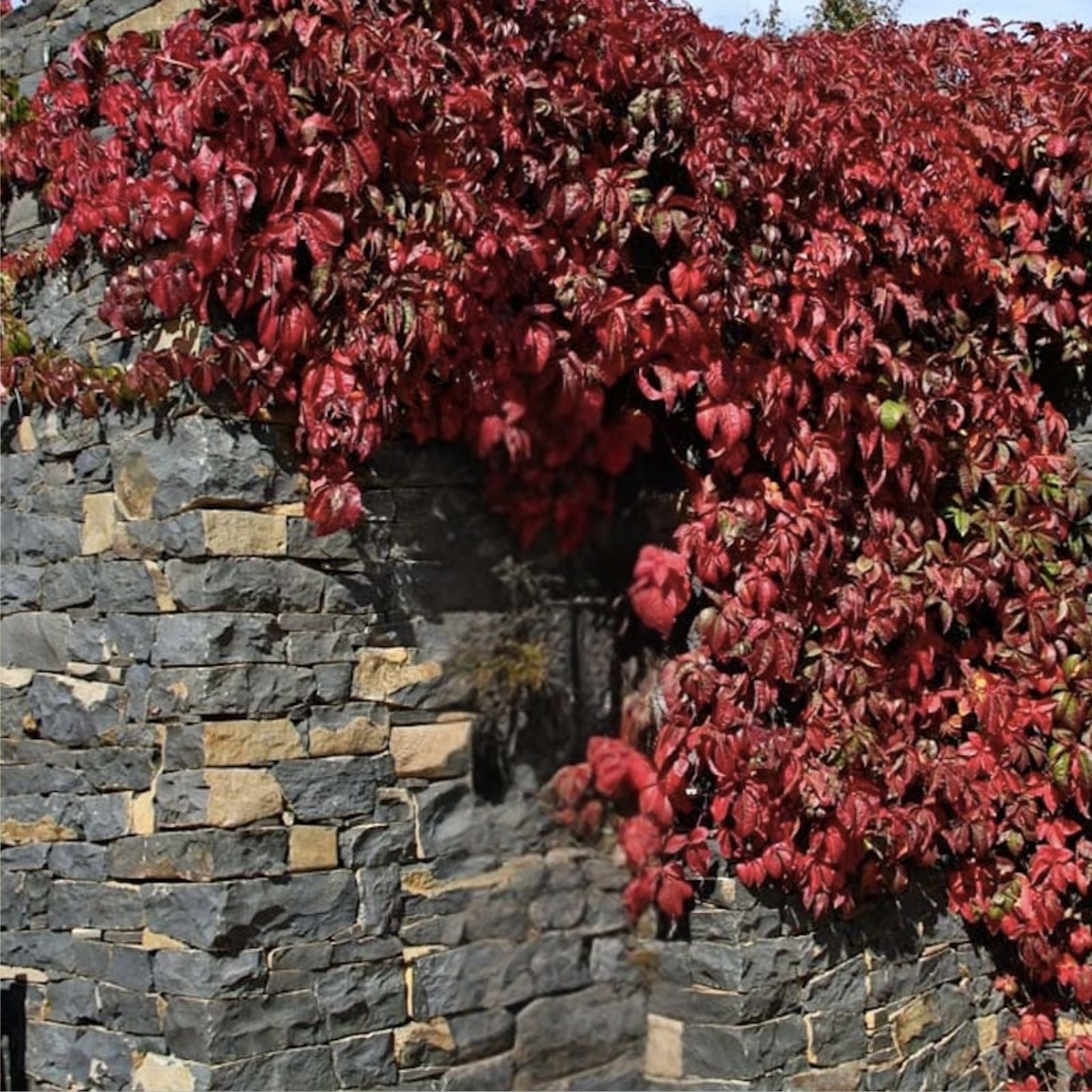 Virginia Creeper Live Rooted Cuttings – Parthenocissus quinquefolia, Climbing Ground Cover Vines, Fast Growing, Hardy Houseplant, Bare Root