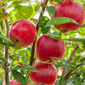 Dwarf Apple Tree Cuttings - 12 Organic Live Grafting Rooting Scions - Malus domestica Fruit Tree Propagation - Fast Shipping