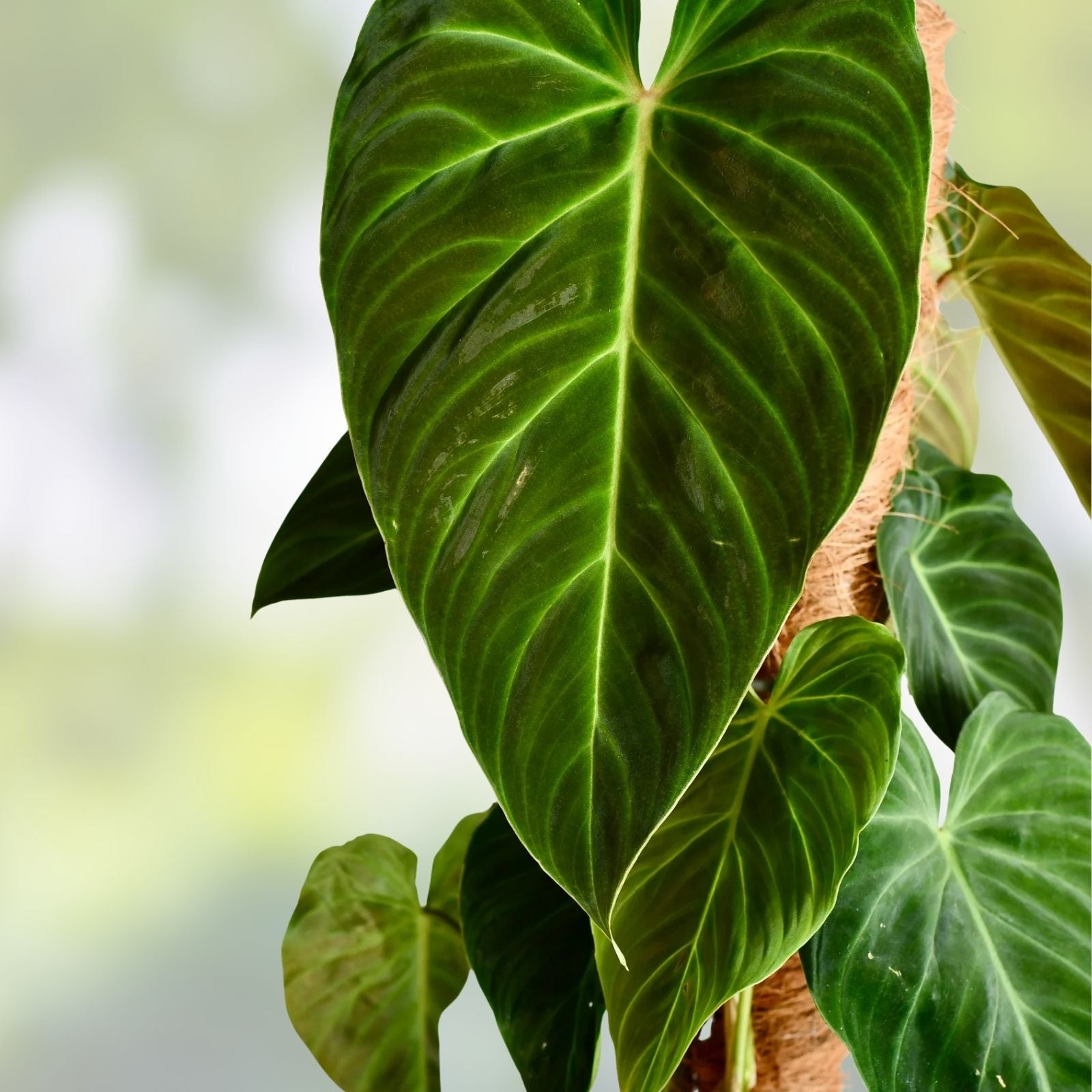 Philodendron melanochrysum Hybrid Cutting Rare Indoor Plant Houseplant Starter