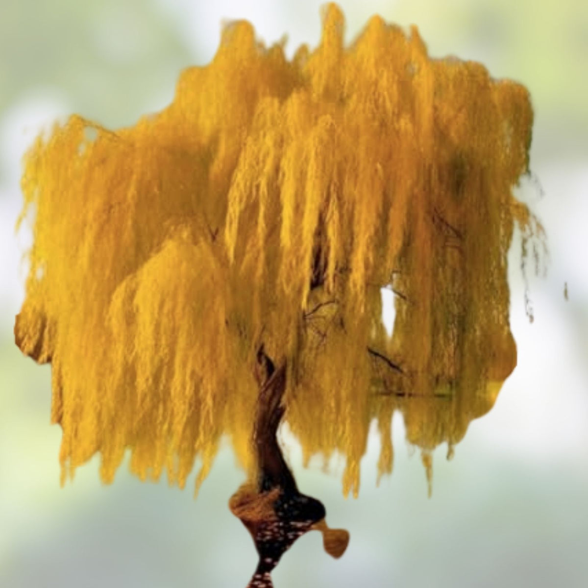 Weeping Willow Tree Cuttings, Golden Salix Live Plant, Organic Starter, Bare Root, Perennial Tree Clippings