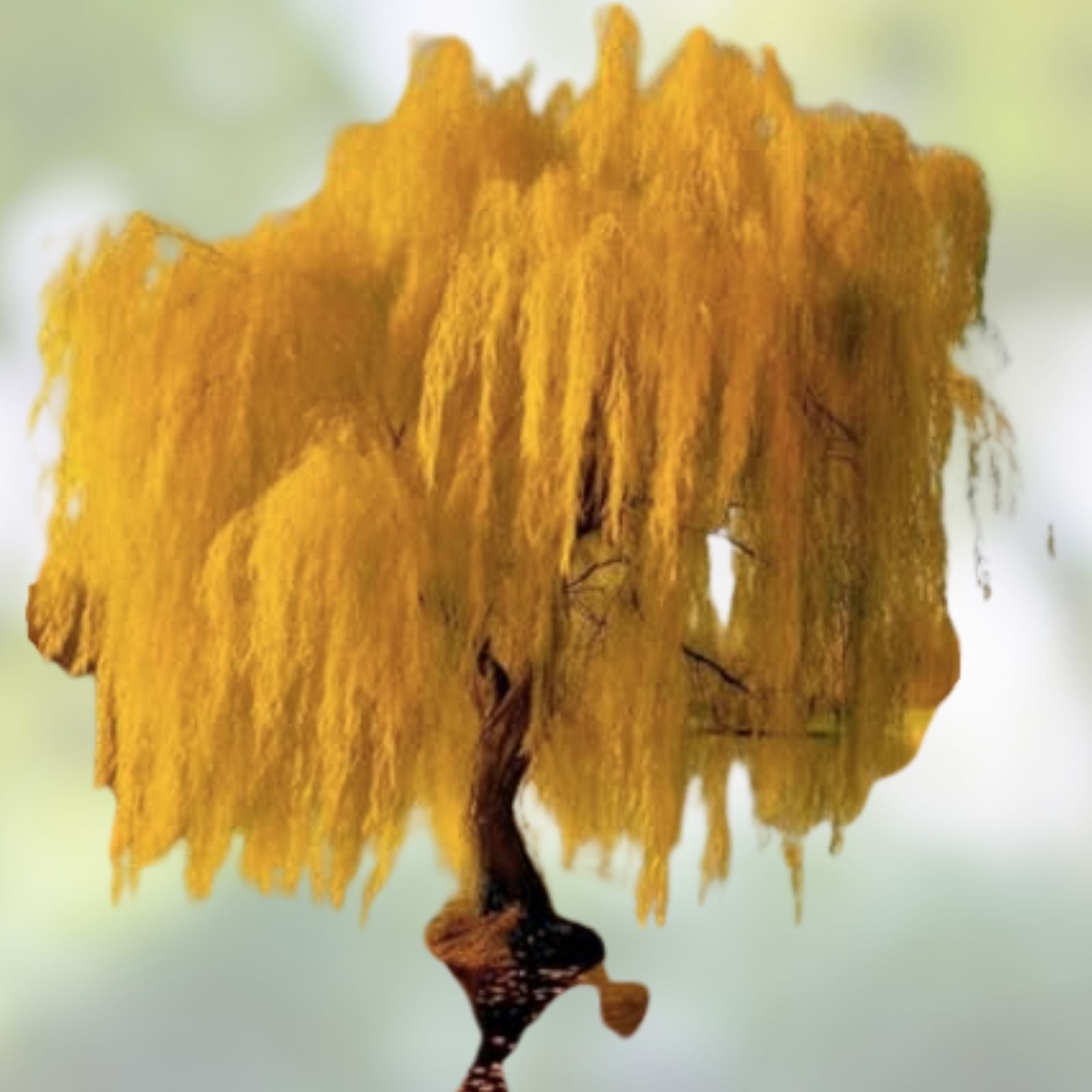 Weeping Willow Tree Cuttings, Golden Salix Live Plant, Organic Starter, Bare Root, Perennial Tree Clippings