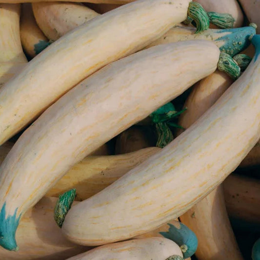 North Georgia Candy Roaster Pumpkin Seeds Heirloom Cucurbita maxima Live Plant or Seed Starter
