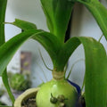 Albuca Bracteata Succulent Plant 3" Pregnant Onion Houseplant, Ornithogalum Caudatum, Live Starter Plant, Rooted Cutting