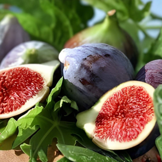 Live Ficus carica 'Sweet Flavor' Hardy Fig Starter Plant 4" Bare Root for Zones 7-10 Garden Houseplant