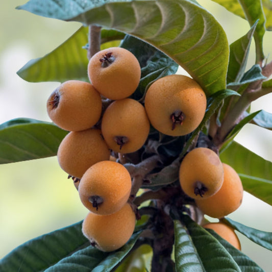 Loquat Tori White Scions 3 Cuttings, Eriobotrya japonica Fruit Tree Grafting, Live Plant for Garden Propagation, Easy to Grow