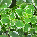 Plectranthus Coleoides Variegata Succulent Cuttings 4" Live Houseplant Indoor Decor