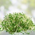 Organic Alfalfa Sprout Seeds 1000 Pack Non-GMO Microgreen Starter Seeds Medicago sativa