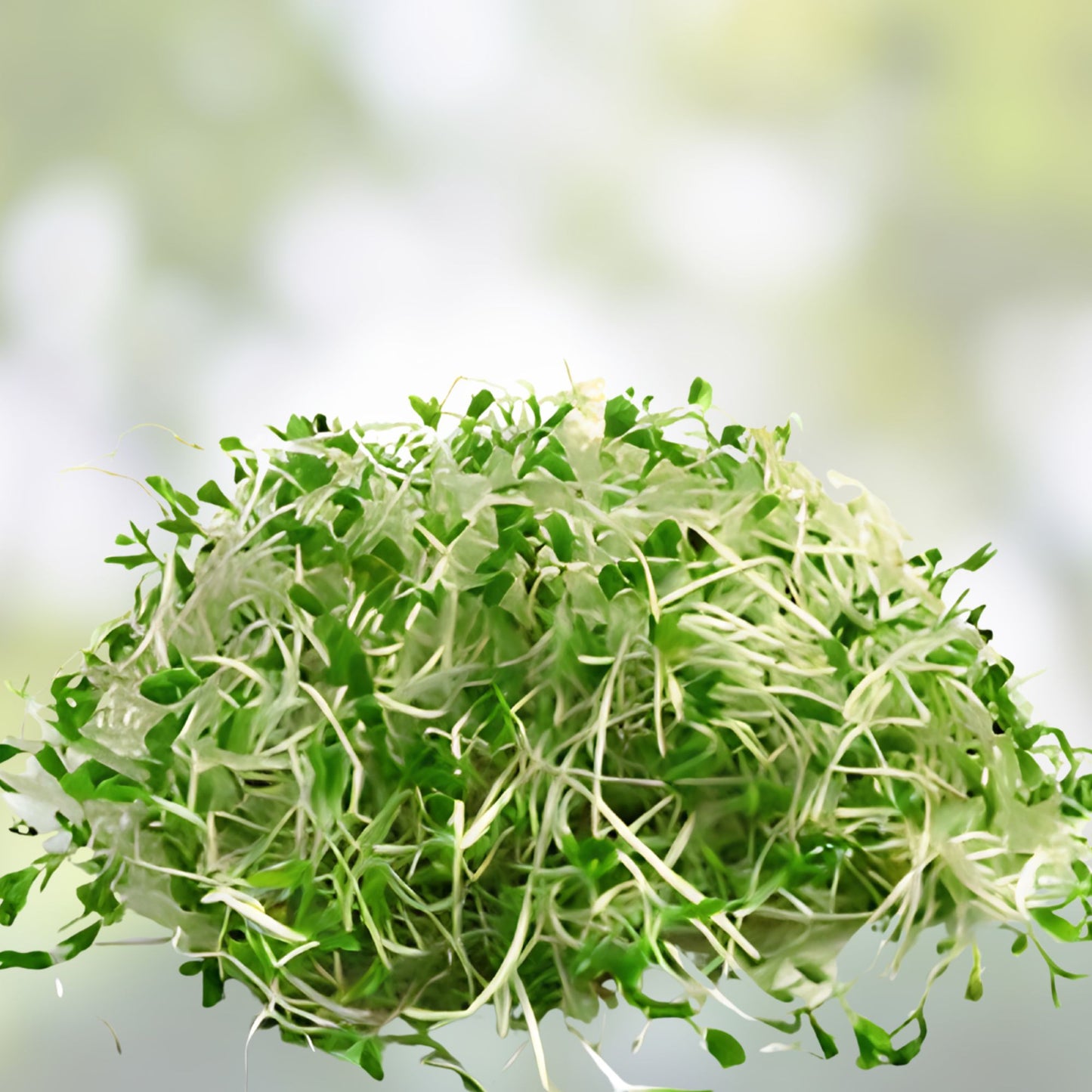 Organic Alfalfa Sprout Seeds 1000 Pack Non-GMO Microgreen Starter Seeds Medicago sativa
