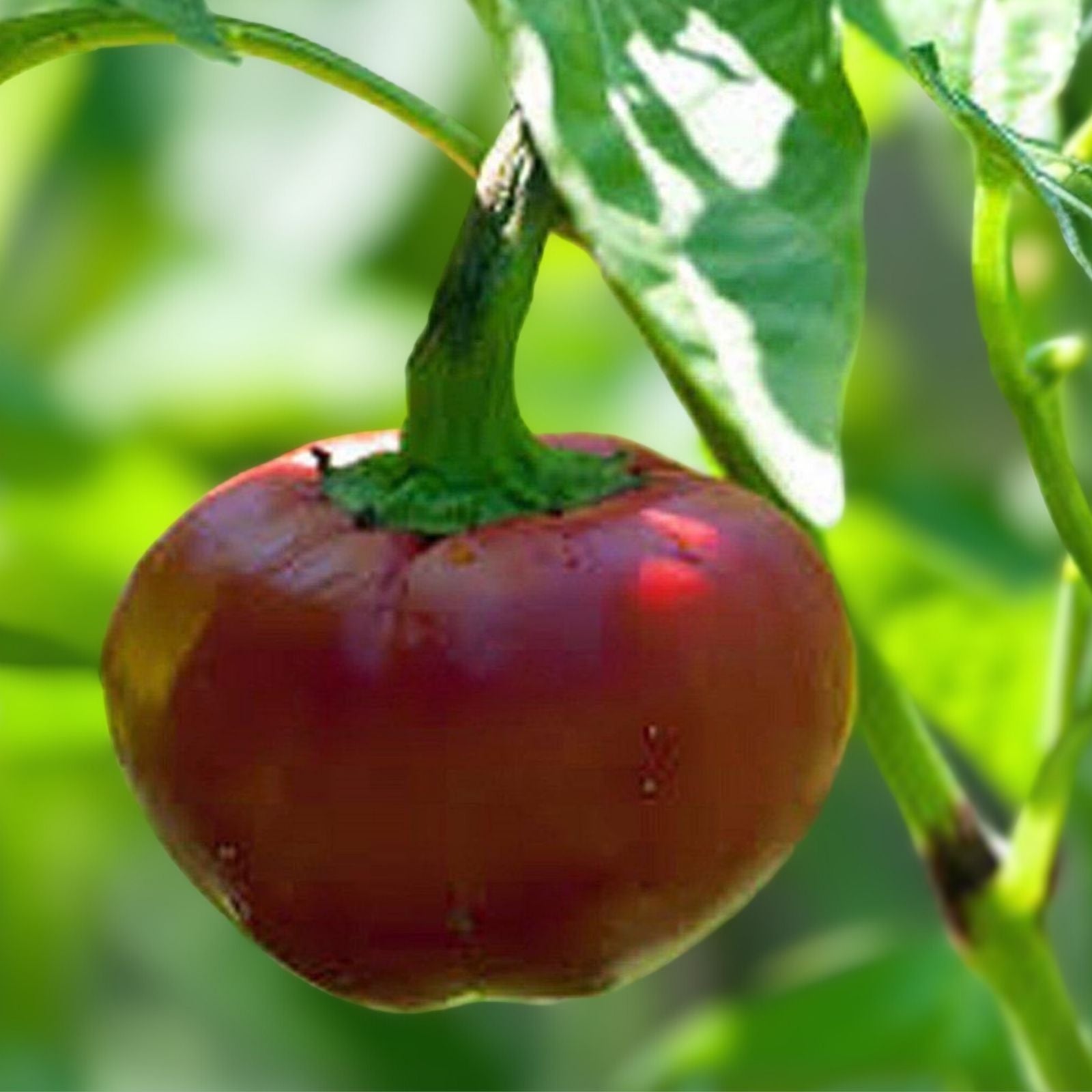 Red Sweet Cherry Pepper Seeds, Heirloom Non-GMO Capsicum annuum, 100+ Starter Plants for Garden & Cooking