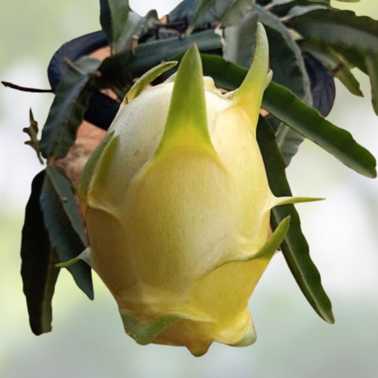 Israeli Yellow Dragon Fruit Cutting 6-10 Inch Pitaya Hylocereus megalanthus Live Plant Starter Bare Root