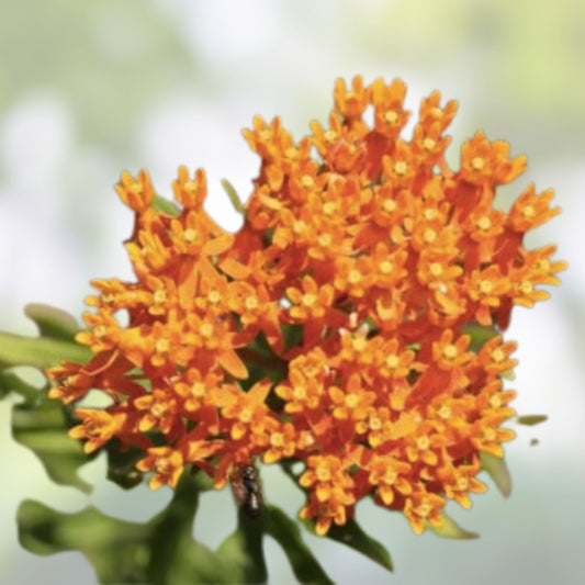 Orange Butterfly Weed Seeds 100 Organic Asclepias tuberosa Perennial Native Pollinator Plant USA Grown