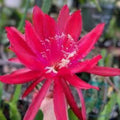 Epiphyllum Cuttings Red Shadow Variety 8-10 Inches Live Plant Hybrid Houseplant Succulent