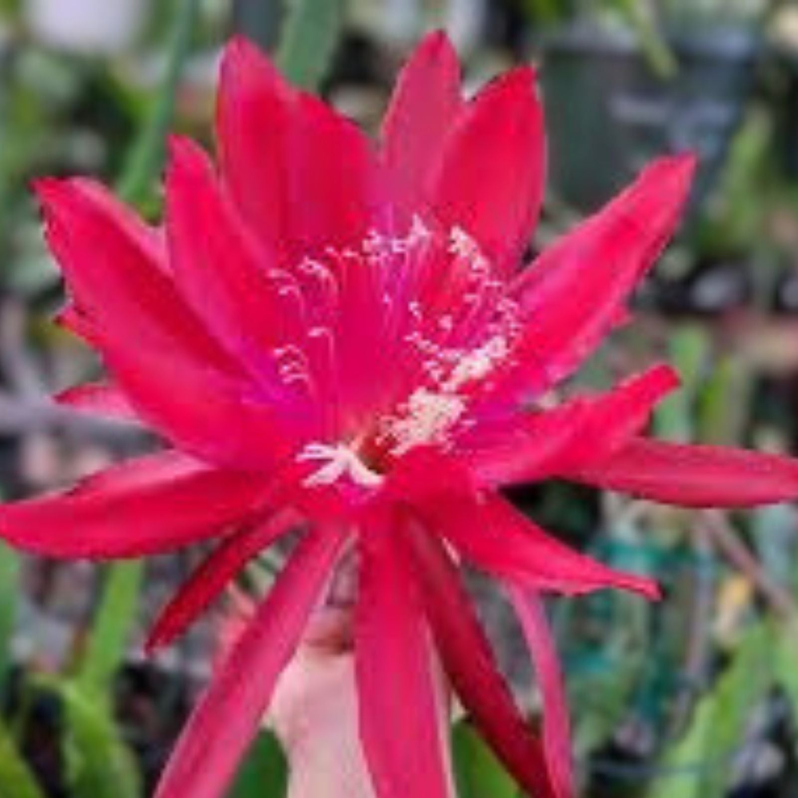Epiphyllum Cuttings Red Shadow Variety 8-10 Inches Live Plant Hybrid Houseplant Succulent