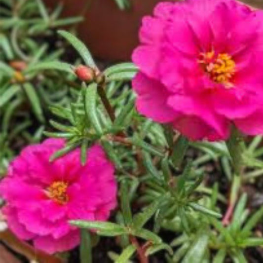 Hot Pink Double Blooms Portulaca Moss Rose Unrooted Succulent Cuttings for Gardening and Planting