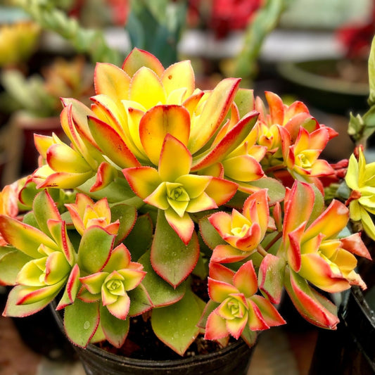 Live Succulent Plants Variegated Aeonium Kiwi & Aeonium haworthii Dream Color Red Foliage Indoor Garden Starter Cuttings