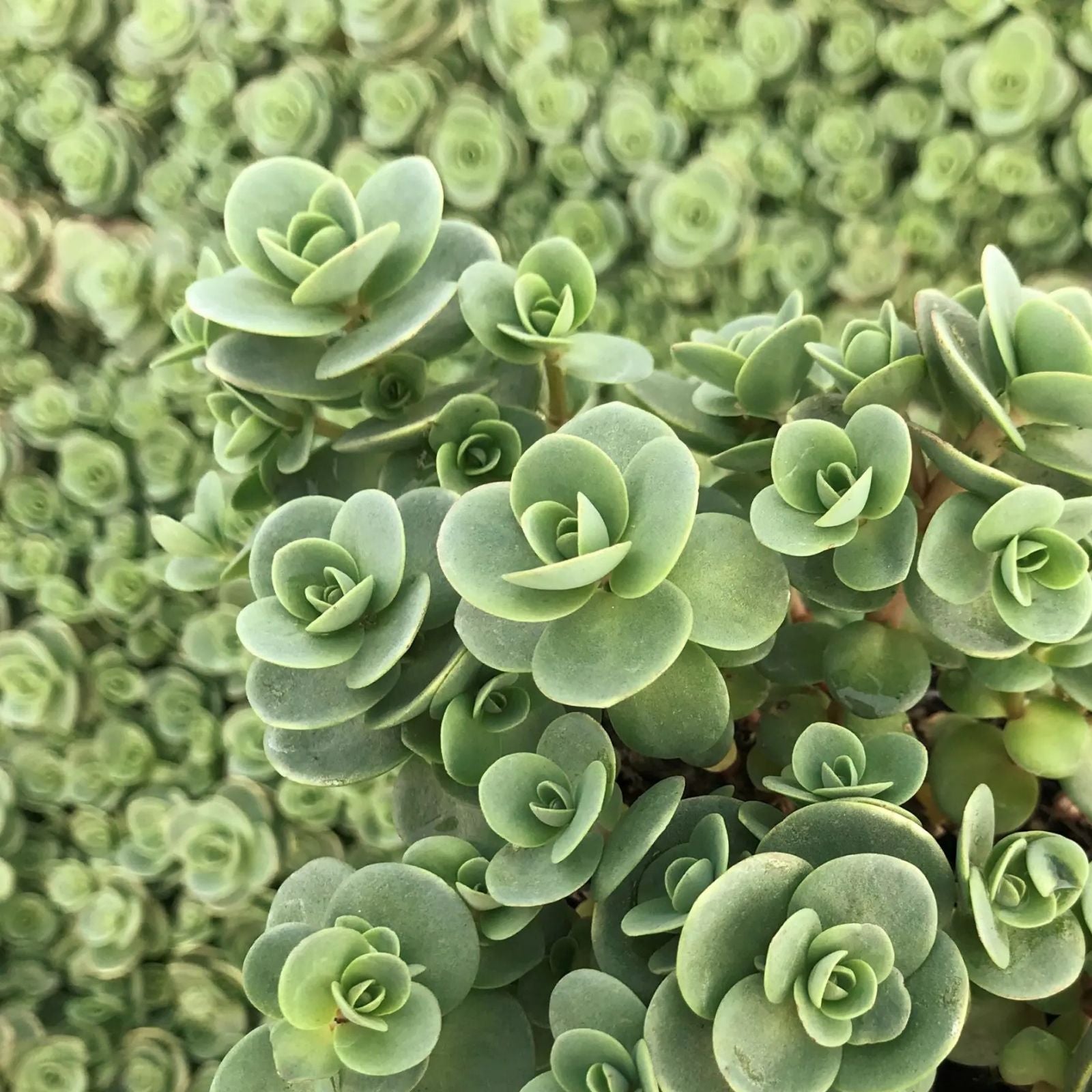 SunSparkler® Sedum 'Lime Zinger' Succulent Live Plant 4" Bare Roots, Drought-Tolerant Ground Cover, Hardy Perennial, Garden Plant