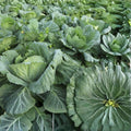 Collard Greens Seeds Morris Heirloom Non-GMO Brassica oleracea var. viridis 50+ Starter Plants, Cutting, or Bare Root