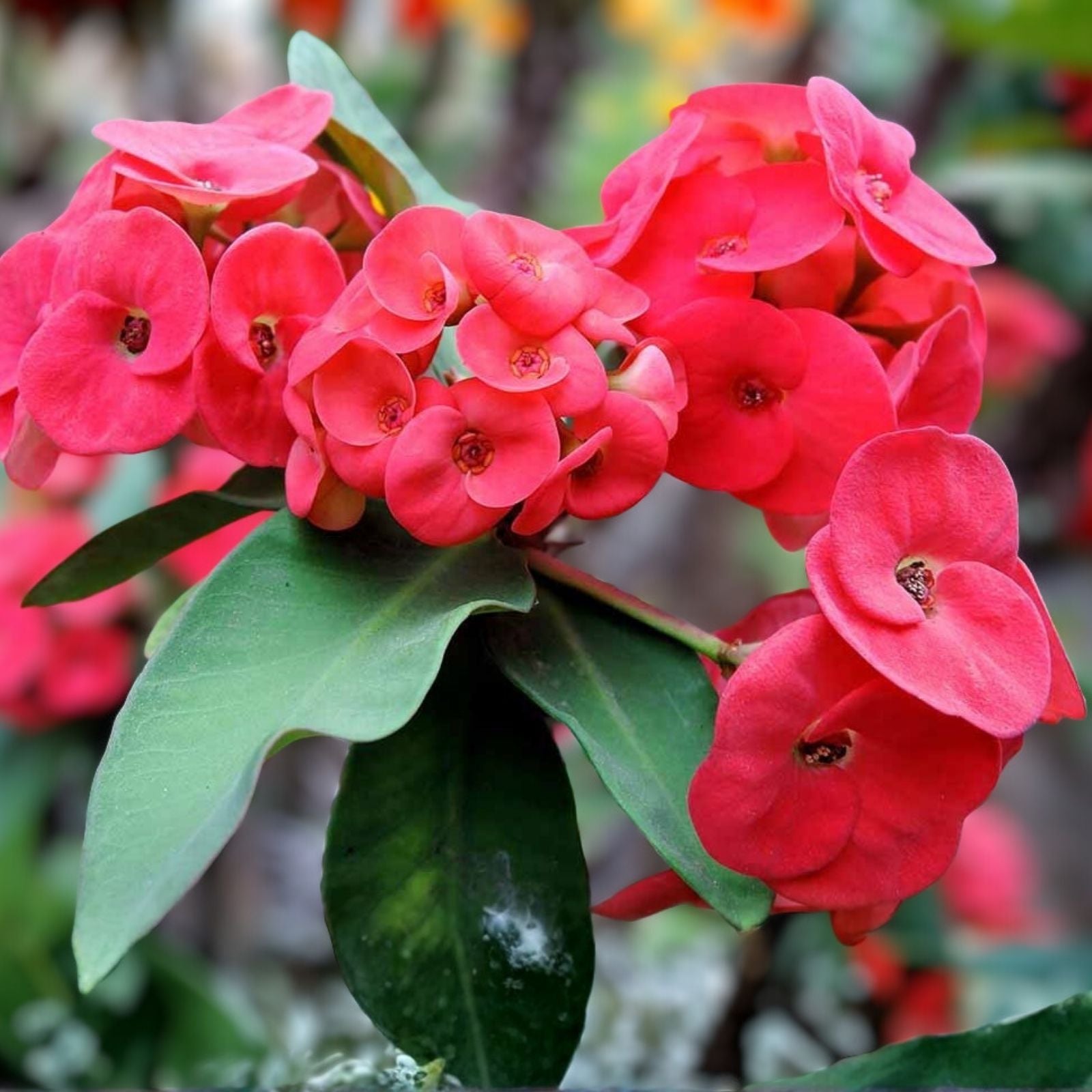 Thai Hybrid Crown of Thorns Cutting Cherry Cobbler Euphorbia milii Indoor Succulent Plant Gift
