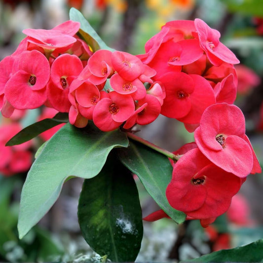 Thai Hybrid Crown of Thorns Cutting Cherry Cobbler Euphorbia milii Indoor Succulent Plant Gift