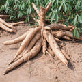Yuca Cassava Stem Cuttings 5 Pack | Manihot esculenta Live Rooted Plants for Gardening