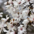 Merrill Magnolia Bare Root Plant Magnolia x loebneri 'Merrill' White Flowers Live Shrub or Tree