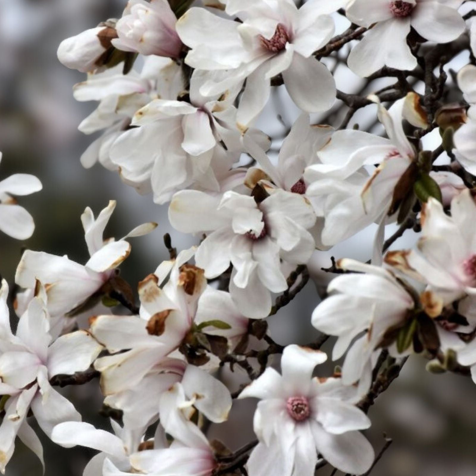 Merrill Magnolia Bare Root Plant Magnolia x loebneri 'Merrill' White Flowers Live Shrub or Tree