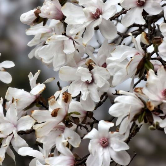 Merrill Magnolia Bare Root Plant Magnolia x loebneri 'Merrill' White Flowers Live Shrub or Tree
