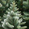 California White Fir Seeds 30 Pack | Abies Concolor Christmas Tree Seeds | Live Plant, Bare Root, Starter Plant, Tree Seeds