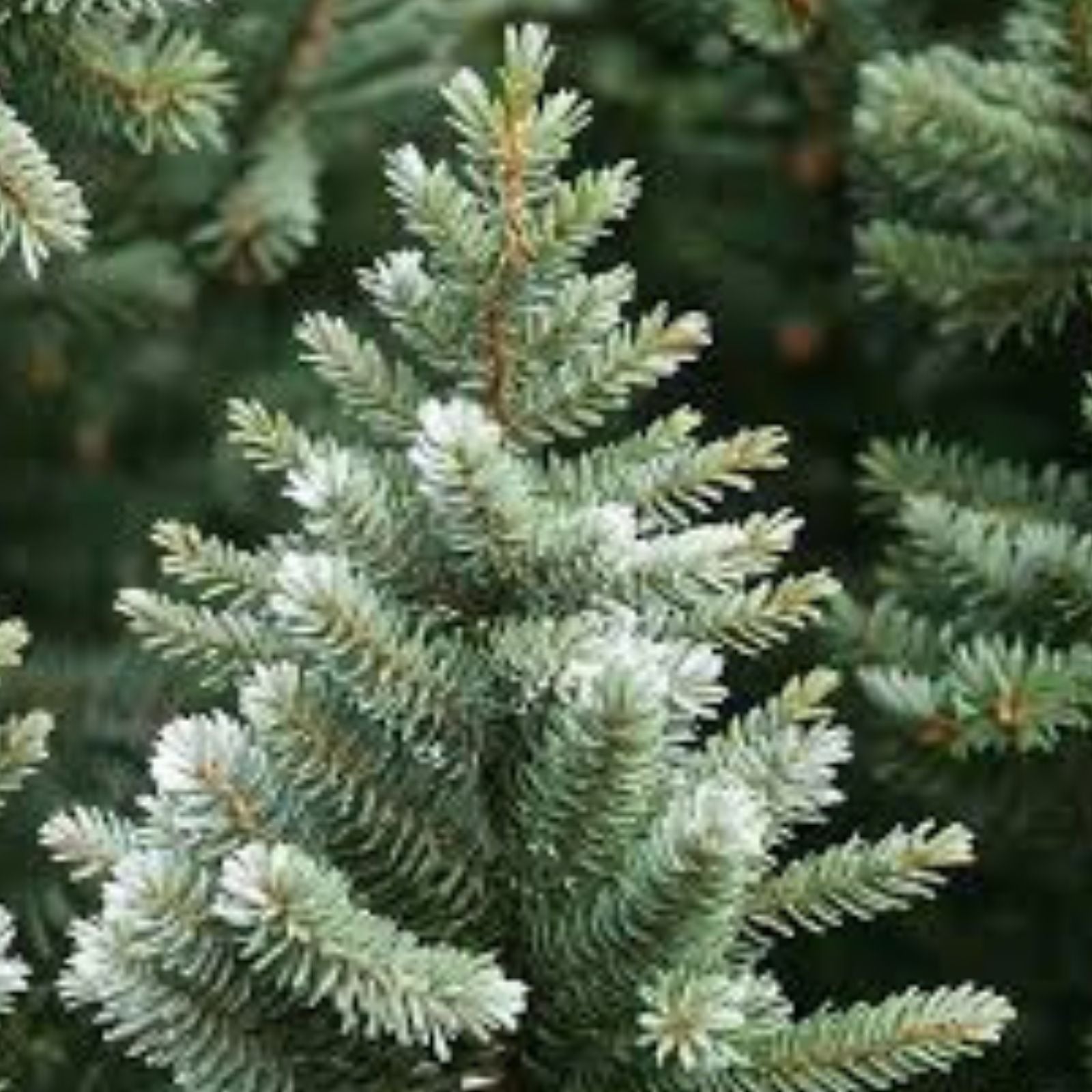 California White Fir Seeds 30 Pack | Abies Concolor Christmas Tree Seeds | Live Plant, Bare Root, Starter Plant, Tree Seeds