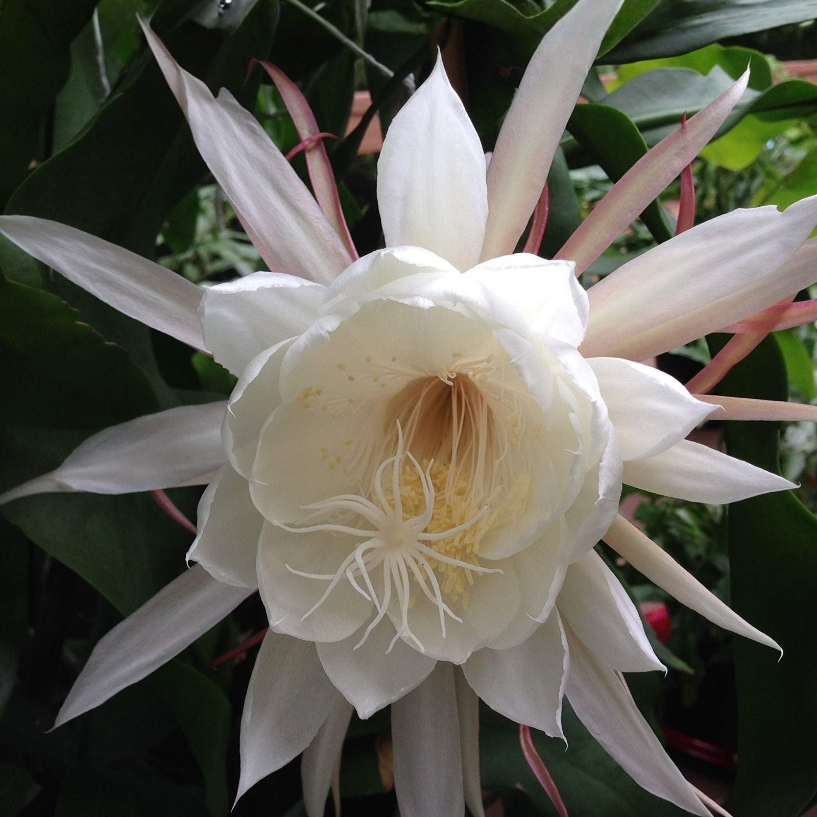 Epiphyllum Cuttings Pixie Dust 8-10 Inches Unrooted Succulent Plant Houseplant Live Starter