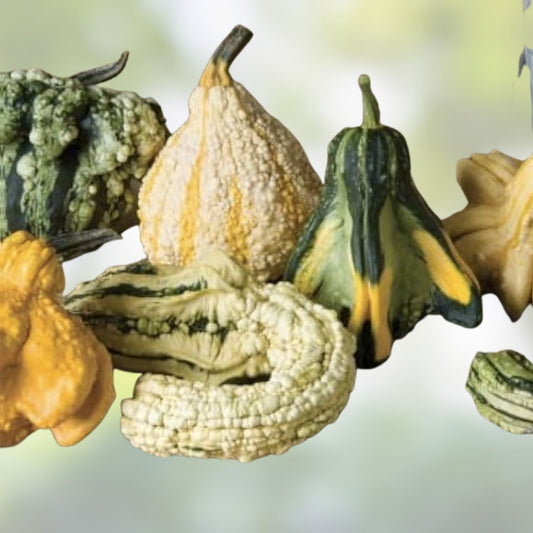 Gremlins Gourd Seeds for Planting | Fall Decor Variety | Cucurbita pepo | Heirloom Pumpkin Seeds from Iowa