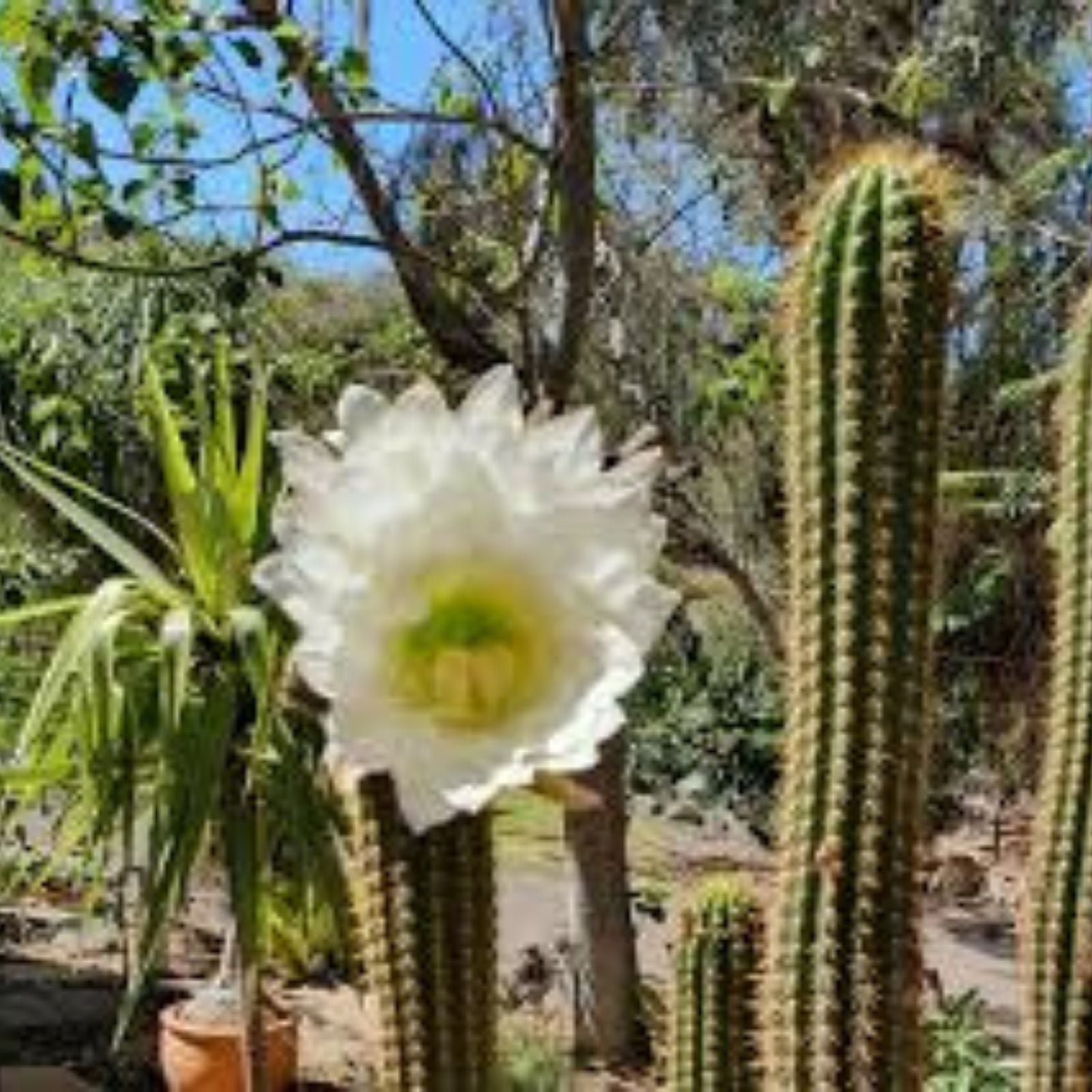 Echinopsis Golden Torch Cactus Seeds 30 Pack – Live Plant, Starter, Terrarium, Garden, Succulent, Easy Grow