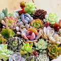 Echeveria Minima Succulent Live Plant 2 Inch Pot Rosette Indoor Decor Starter Plant
