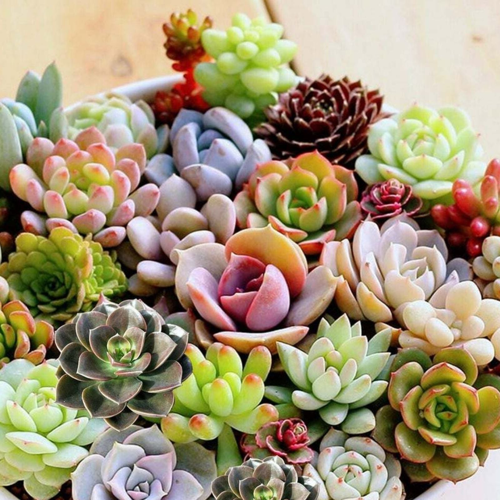 Echeveria Minima Succulent Live Plant 2 Inch Pot Rosette Indoor Decor Starter Plant