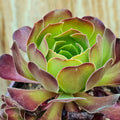 Rare Aeonium Durango Succulent Cuttings 2 Pack, Green Houseplant, Easy to Grow, Live Plant, Succulent Starter, Unique Varieties