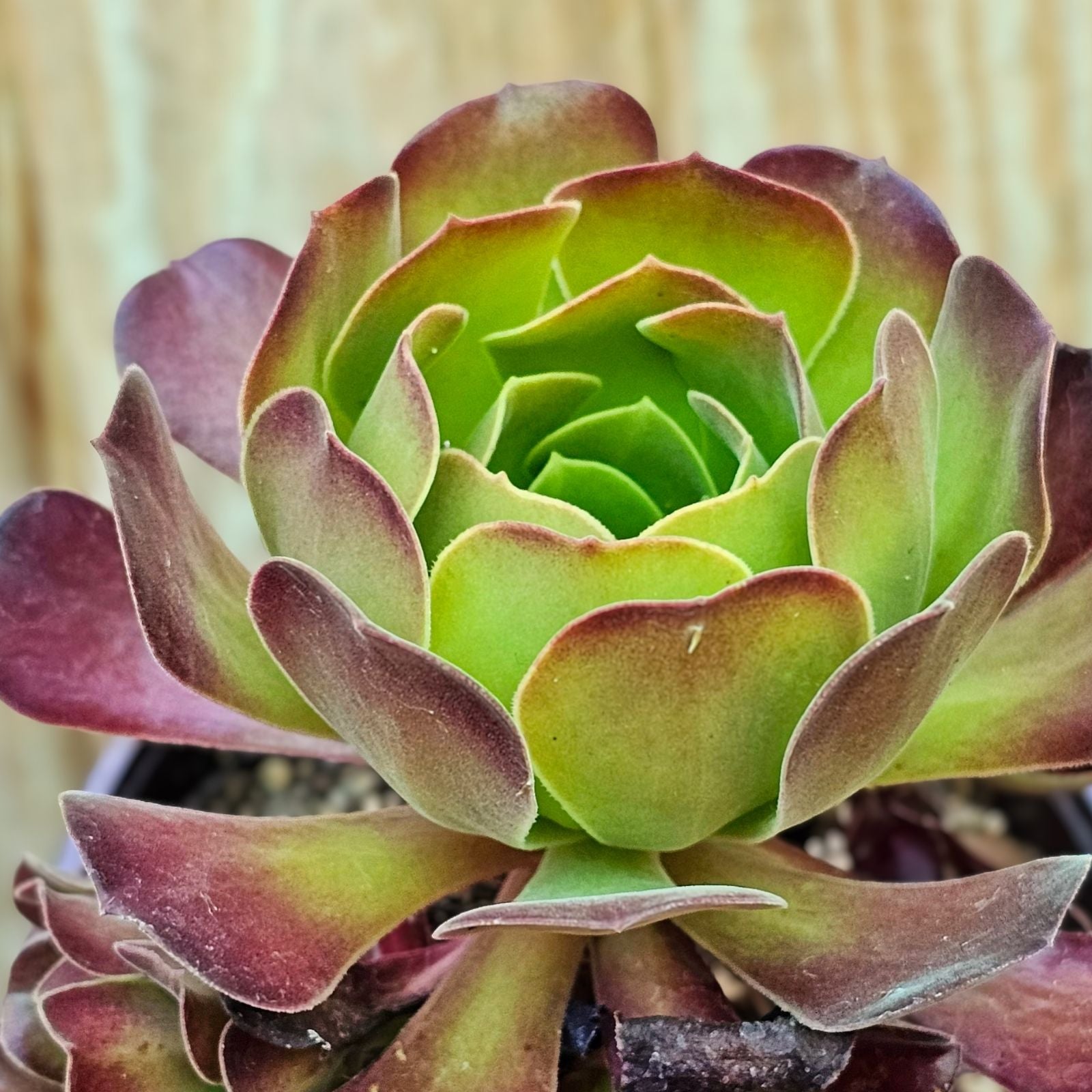Rare Aeonium Durango Succulent Cuttings 2 Pack, Green Houseplant, Easy to Grow, Live Plant, Succulent Starter, Unique Varieties