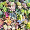 Succulent Cuttings Rare Varieties Live Plants for Propagation Terrariums Gardens Unique Colors