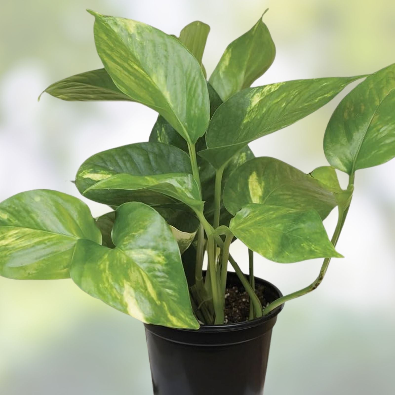 Indoor Houseplants Set of 5 Assorted Pothos Snake Plant Philodendron Greenery Collection - Easy Care Indoor Plants