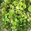 Plectranthus Swedish Ivy Live Plant, Indoor Houseplant, Green Starter, Easy Care, Low Maintenance, Rooted Plant