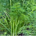 Dill Seeds Heirloom Mammoth Long Island Non-GMO Culinary Herb 25+ Seeds, Anethum graveolens, Kitchen Spice, Live Plant, Cutting