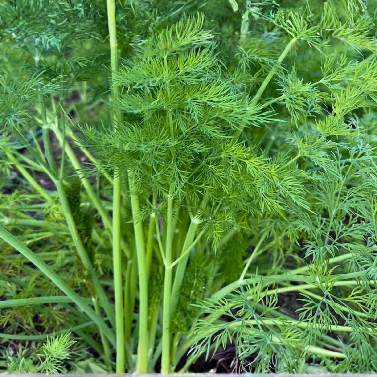 Dill Seeds Heirloom Mammoth Long Island Non-GMO Culinary Herb 25+ Seeds, Anethum graveolens, Kitchen Spice, Live Plant, Cutting