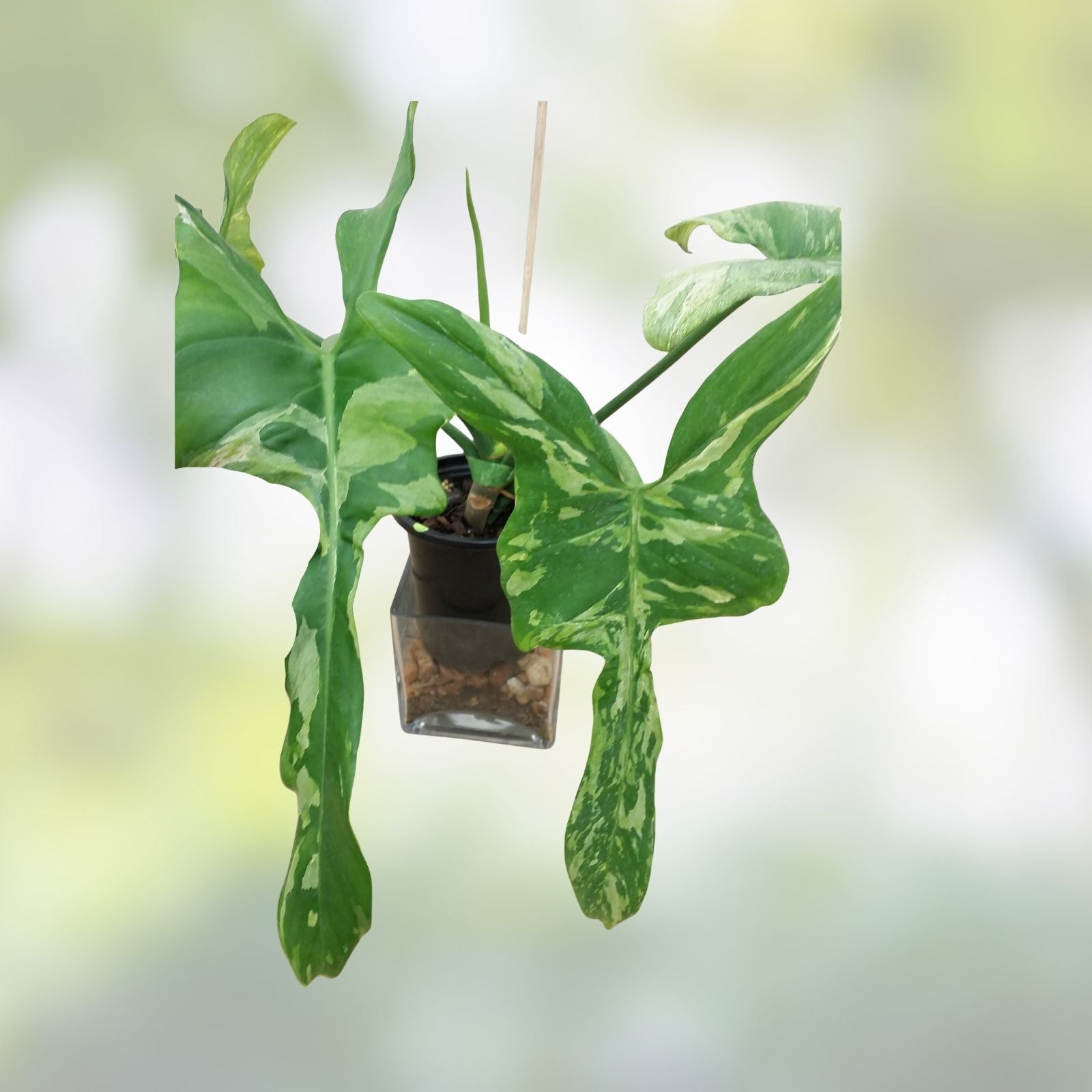 Philodendron 'Splash Gordon' Unrooted Cutting - Variegated Bipennifolium Cream Houseplant, Live Plant, Indoor Plant, Starter Plant