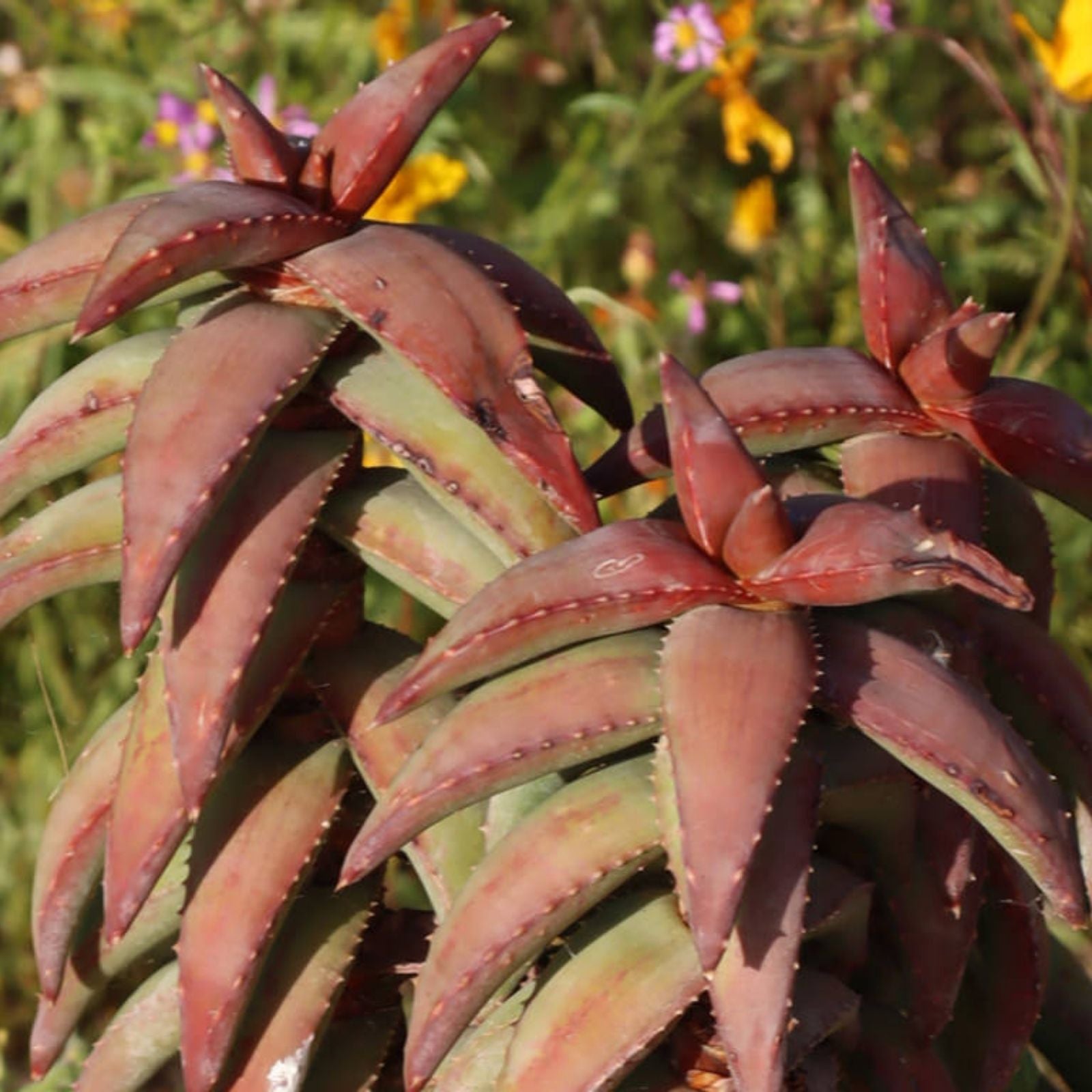 Aloe Pearsonii Hybrid Succulent Plant - Variegated Green Leaves - Low Maintenance Houseplant - Fast Shipping