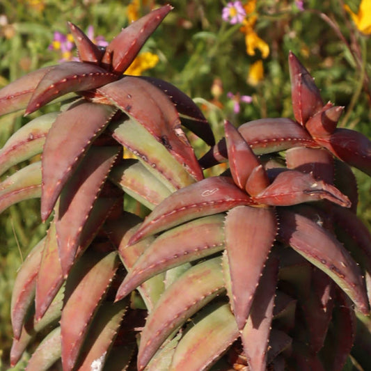 Aloe Pearsonii Hybrid Succulent Plant - Variegated Green Leaves - Low Maintenance Houseplant - Fast Shipping