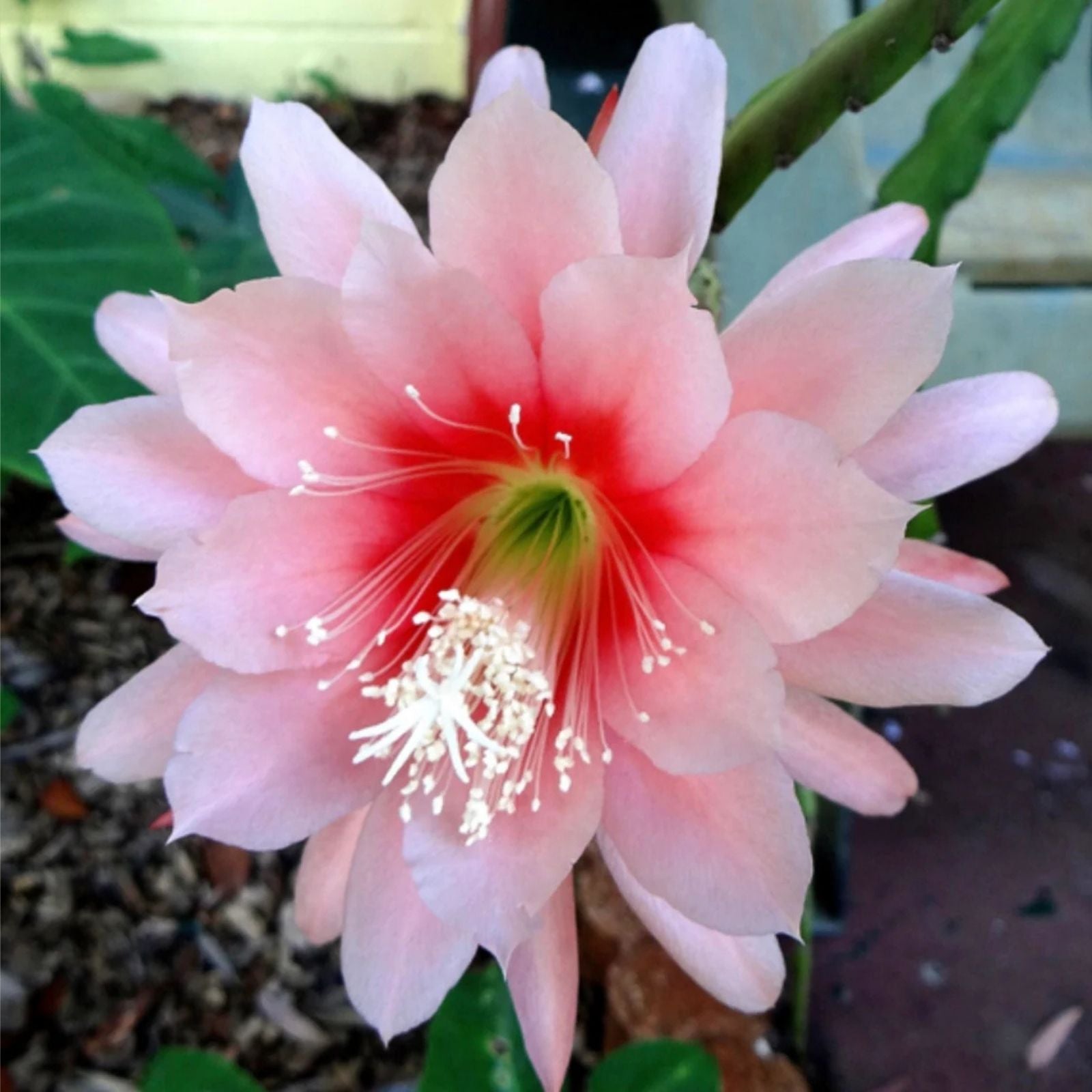 Epiphyllum Argus Cutting 8-10 Inches Live Succulent Plant Propagation Houseplant Unrooted